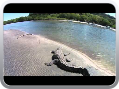 Costa Rica Crocodile with Phantom DJI 2 Vision ...